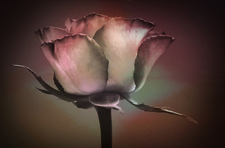 white and red rose thumbnail