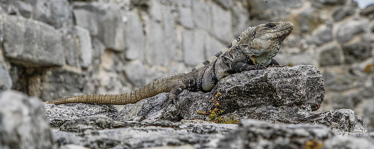 closeup photo of bearded dragon thumbnail