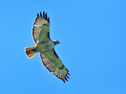 green bird in midair thumbnail