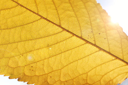Autumn, beautiful yellow leaf detail thumbnail