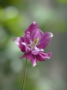 selective focus photography of pink columbine flower thumbnail