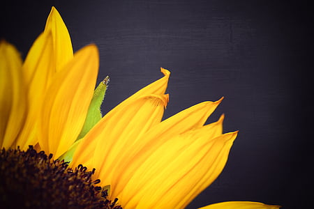 macro shot photography of sunflower petals thumbnail