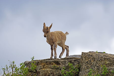 brown calf standing on hill thumbnail