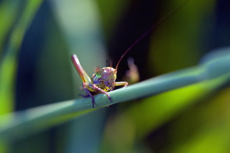 close-up photography of eastern lubber grasshopper on green leaf thumbnail