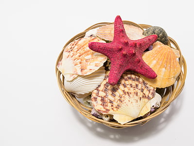 starfish on baset thumbnail