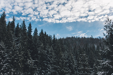 landscape photography of pine trees thumbnail