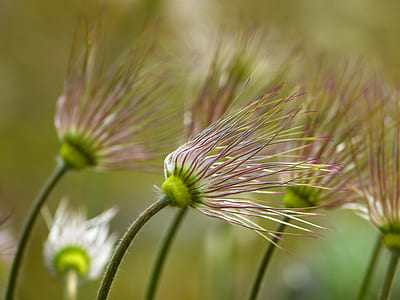 close up photo of white dandelion plant thumbnail