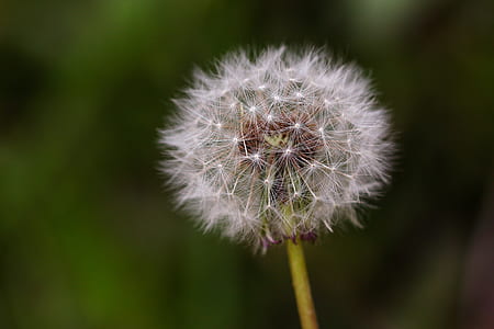 white dandelion in soft-focus photography thumbnail