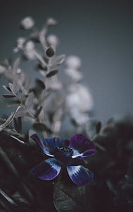 close-up photo of blue anemone flower thumbnail