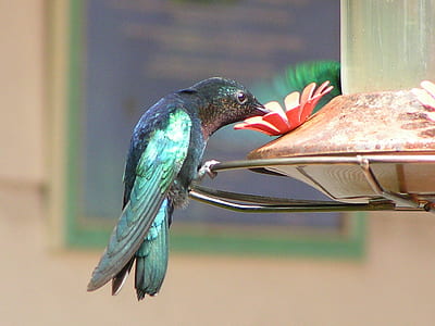 hummingbird beside faux flower in selective focus photography thumbnail