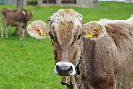cow on green grass thumbnail
