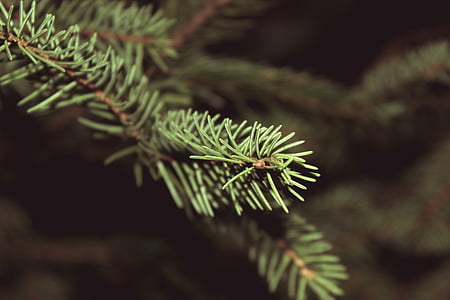 green leave thumbnail