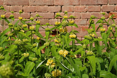 green and yellow petaled flower plants near brick wall thumbnail