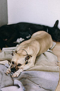Old cute dog laying on the bed thumbnail