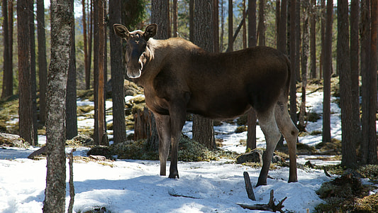 Moose, Animals thumbnail