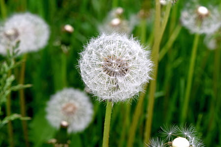 nature, field, summer, sun thumbnail