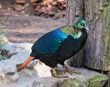shallow focus photography of black and blue bird thumbnail