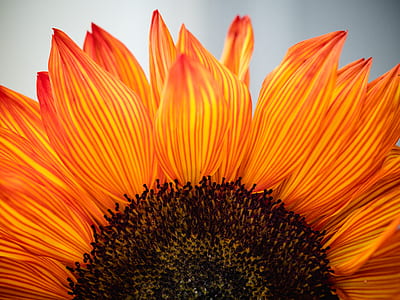 closeup photo of orange sunflower thumbnail