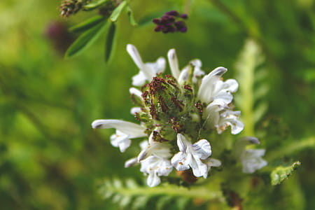 Focus Photography of White Flowers thumbnail