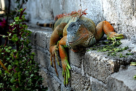 green and orange 4-legged reptile thumbnail