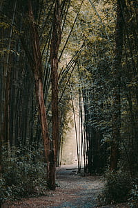 pathway between bamboo trees thumbnail
