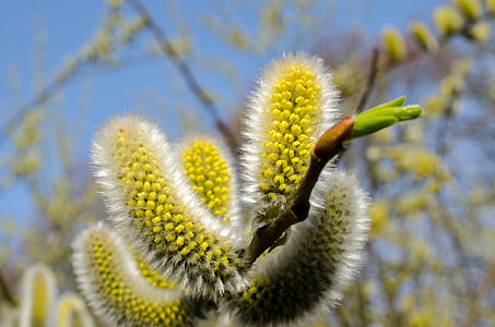 green leafed plants thumbnail