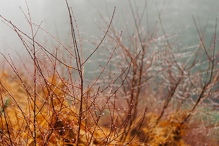 rainy, branches, dew, rain thumbnail