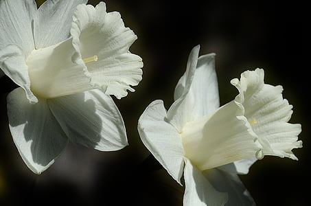 inclosed up photograpy two white flowers thumbnail