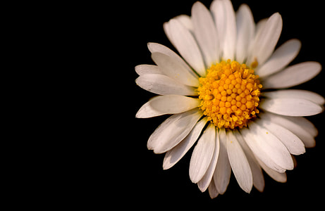 closeup photography of daisy flower thumbnail