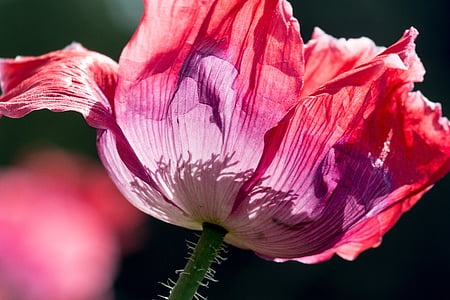 close-up photo of white and pink petaled flowers thumbnail