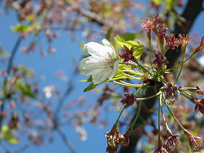 White apple blossom flower. thumbnail