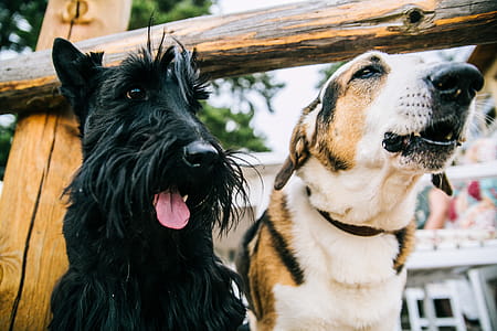 Closeup Photo of Scottish Terrier and Adult Short-coated White and Tan Dog thumbnail