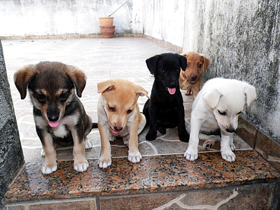 puppy litter sits on floor beside walls at daytime thumbnail