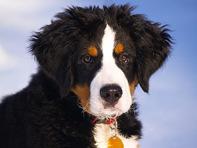 close up photo of Bernese mountain dog puppy thumbnail