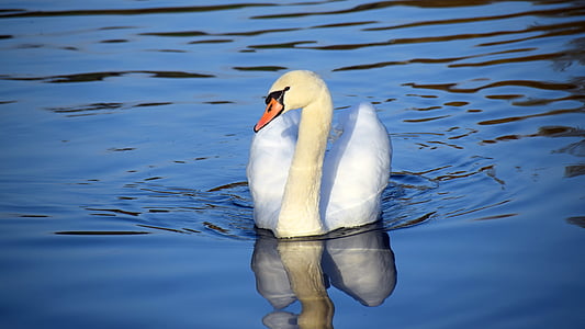 white swan floating on water thumbnail