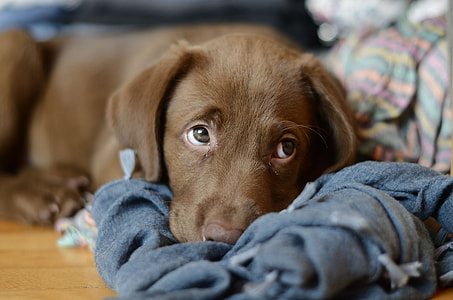 chocolate Labrador Retriever puppy lying down on blue textile thumbnail