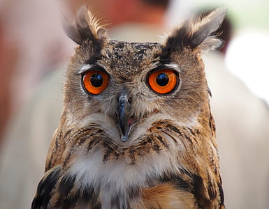 brown owl thumbnail