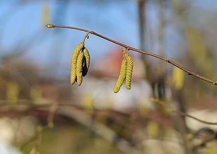selective focus photography of green leafed tree thumbnail