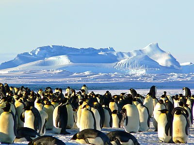 Group of Penguins on Ice thumbnail