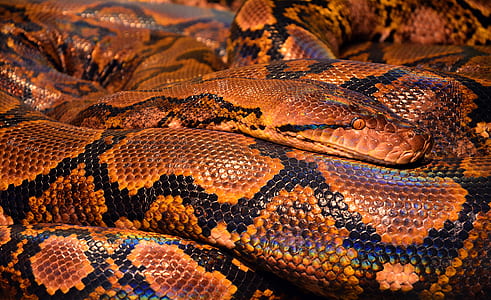 brown and black python snake thumbnail