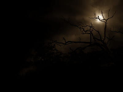 tree, night, moon, rays, outline shadow, nature thumbnail