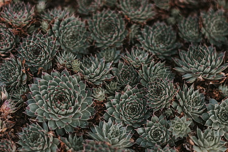 close-up photo of green succulent plant thumbnail