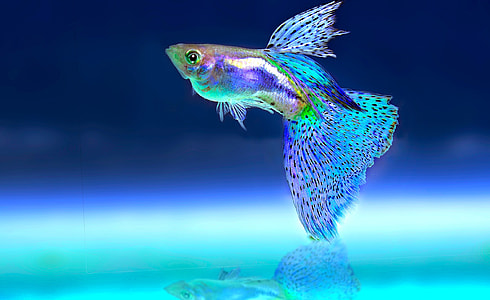 macro photography of light blue and purple beta fish thumbnail
