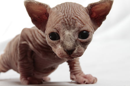 Sphinx kitten thumbnail