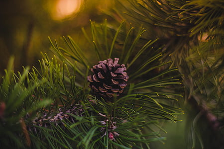 pine corn photography thumbnail