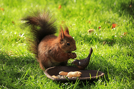 brown squirrel eating nuts thumbnail