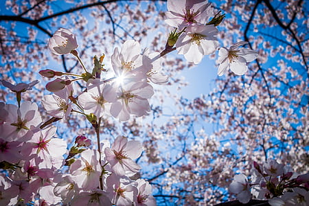 cherry blossom thumbnail