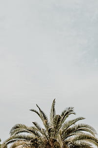 green coconut tree photography thumbnail