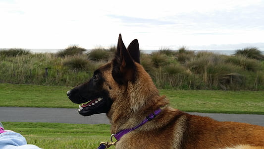 adult German shepherd thumbnail