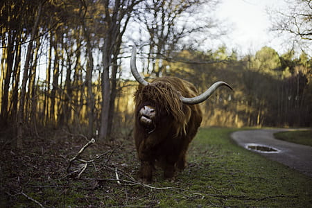 selective focus photo of yak near trees thumbnail
